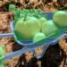 AI Powered Agriculture Tools Help Farmers Predict Crop Yield