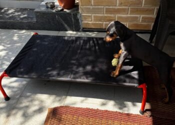 Why CanineJoy Gears Chose Manufacturing Over Importing—Even When It Was the Harder Path