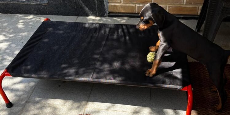 Why CanineJoy Gears Chose Manufacturing Over Importing—Even When It Was the Harder Path
