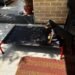 Why CanineJoy Gears Chose Manufacturing Over Importing—Even When It Was the Harder Path