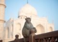 Troop of Monkeys at the Taj Mahal Goes Viral, Leaving Tourists Amazed