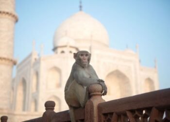 Troop of Monkeys at the Taj Mahal Goes Viral, Leaving Tourists Amazed