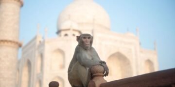 Troop of Monkeys at the Taj Mahal Goes Viral, Leaving Tourists Amazed