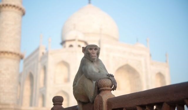 Troop of Monkeys at the Taj Mahal Goes Viral, Leaving Tourists Amazed