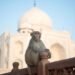Troop of Monkeys at the Taj Mahal Goes Viral, Leaving Tourists Amazed