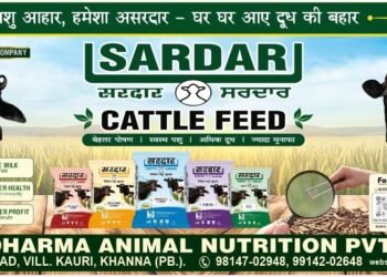 Choosing Sardar Cattle Feed and Understanding Cow Feed, Buffalo Feed and Dairy Animal Nutrition