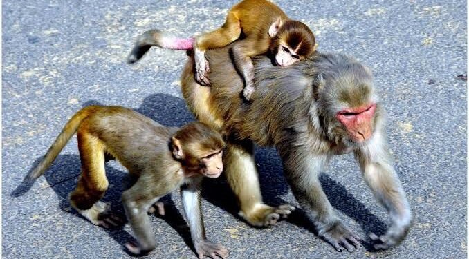 Chhattisgarh Village Faces Langur Menace as Killing Claims Trigger Probe